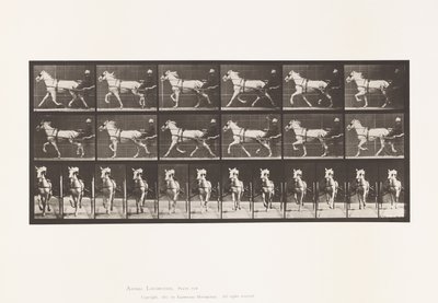 Placa 610. Trotting; Sulky; Gray Mare, Katydid de Eadweard Muybridge
