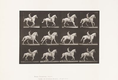 Placa 617. Canter; Em pêlo; Cavaleiro, 106, nu; cavalo branco Clinton, 1885 de Eadweard Muybridge