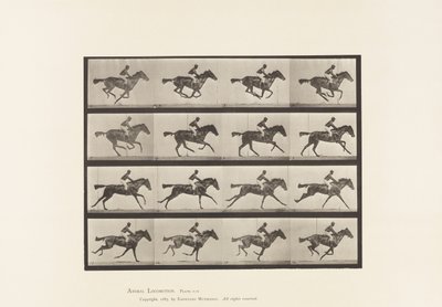 Placa 626. Gallop; Annie G. de Bay Mare Mare de puro-sangue. de Eadweard Muybridge