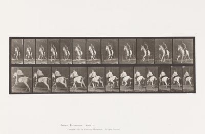 Placa 630. Galope; Sela; Égua Cinzenta Pandora de Eadweard Muybridge