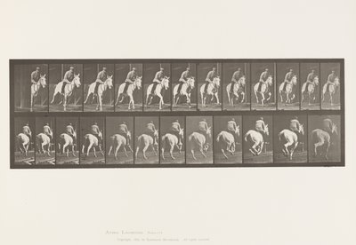 Placa 635. Galope; Sela; Égua Cinzenta, Pandora de Eadweard Muybridge