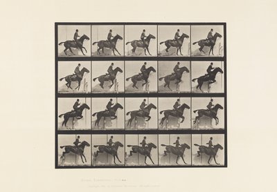Placa 638. Saltar a Hurdle; Saddle; Bay Horse Horse Daisy de Eadweard Muybridge