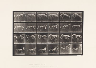 Placa 648. Saltando Sobre Três Cavalos; A,B; Chestnut Horse Hornet de Eadweard Muybridge