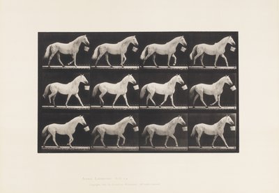 Placa 650. Andar com um balde na boca; Cavalo cinzento claro de Eadweard Muybridge