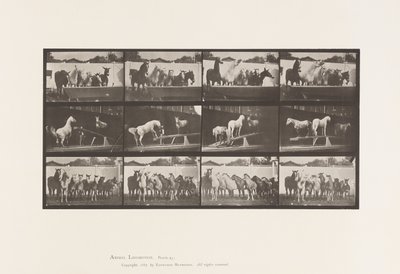 Placa 651.A, Tocando o sino; B, Tábua de Teeter; C, Perfuradora Militar de Eadweard Muybridge