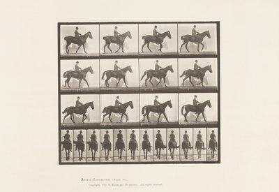 Placa 655. Caminhada; Sela; Spavin, Perna de Traseiro Direita; Cavalo de Eadweard Muybridge