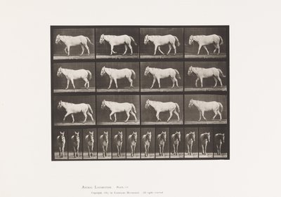 Placa 656. Caminhada; Livre; Ossificação da Cartilagem de Eadweard Muybridge