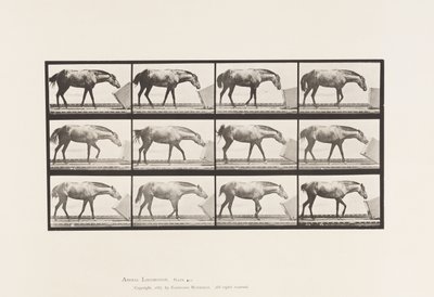 Placa 657. Rolling a Box; Pony, Lotta de Eadweard Muybridge