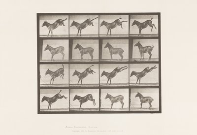 Placa 658. Mula; A, chutando; B, chutando Ruth de Eadweard Muybridge