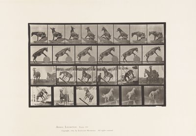 Placa 660. Mula; Actuações Diversas Denver de Eadweard Muybridge