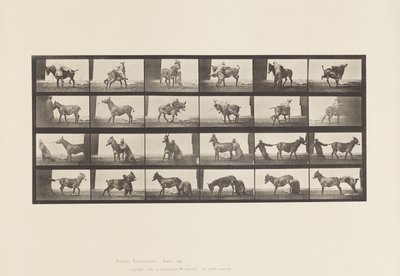 Placa 662. Mula; A, B, A Denver Animal Refratário de Eadweard Muybridge
