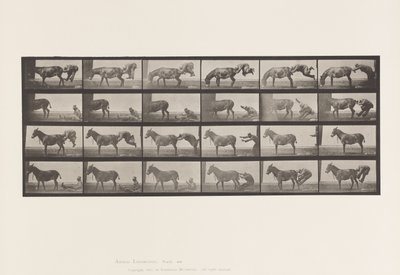Placa 663. Mula; A, B, A Denver Animal Refratário de Eadweard Muybridge
