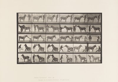 Placa 664. Mula; Vários desempenhos; em uma mesa, etc. de Eadweard Muybridge