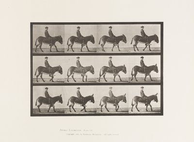 Placa 665. Asno; Caminhada; Bareback; um Rapaz a Montar, Jennie de Eadweard Muybridge