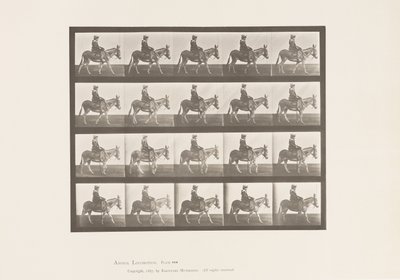 Placa 666. Rabo; Andar; Sela; Uma Rapariga a Montar, Jardim Zoológico de Eadweard Muybridge