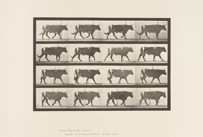 Placa 669. Boi; Caminhada de Eadweard Muybridge