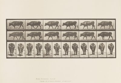 Placa 670. Boi; Caminhada de Eadweard Muybridge