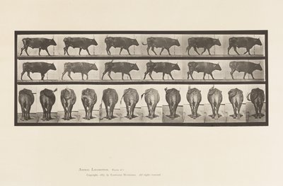 Placa 671. Boi; Caminhada de Eadweard Muybridge