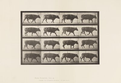 Placa 672. Boi; Trotador de Eadweard Muybridge