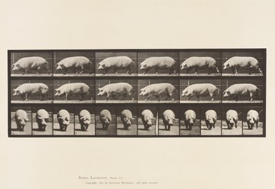 Placa 673. Semear; Andar a pé de Eadweard Muybridge