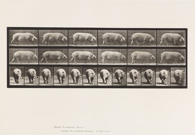 Placa 674. Semear; Andar a pé de Eadweard Muybridge