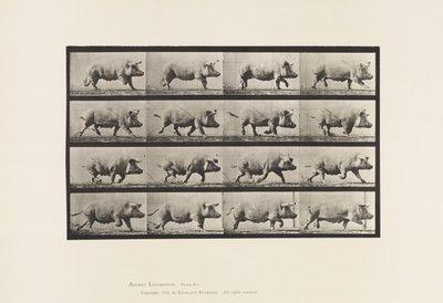 Placa 675. Semear; Trotar de Eadweard Muybridge