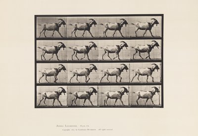 Placa 676. Cabra; Caminhada de Eadweard Muybridge