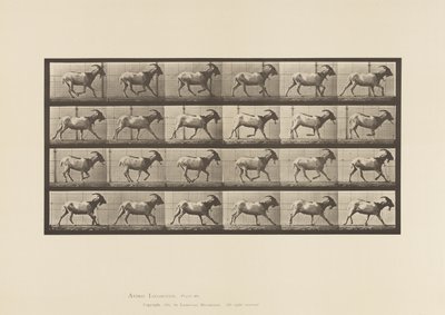 Placa 679. Cabra; Galopante de Eadweard Muybridge