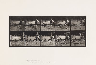 Placa 680. Orex; Galloping de Eadweard Muybridge