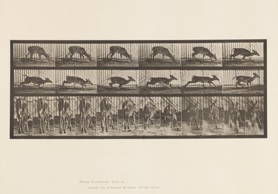 Placa 681. Veado da Virgínia; (Sem Chifres) Corço Caminhando de Eadweard Muybridge