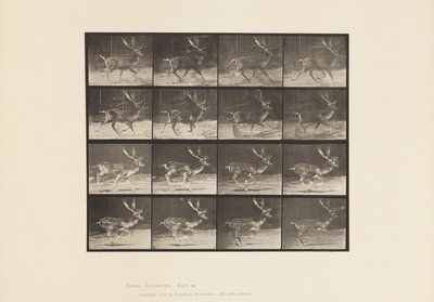 Placa 682. Pouco profundo; Buck; A, Trotting; B, Galloping de Eadweard Muybridge