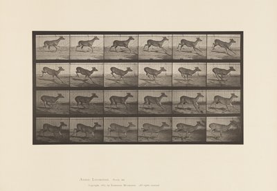 Placa 683. Veado da Virgínia; (Sem Chifres); Corço; Galopante de Eadweard Muybridge