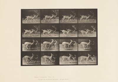 Placa 684. Veado de Poupa; A, Buck e Doe; B, Two Does; Trotting de Eadweard Muybridge
