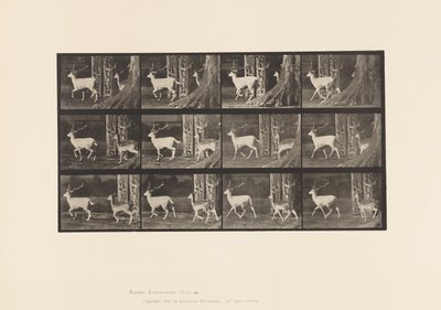 Placa 685. Veado de Poupa; Corço e Corça; Trote de Eadweard Muybridge