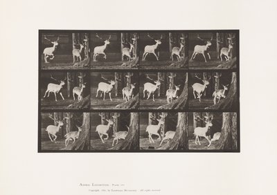 Placa 686. Veado de Poupa; Corço e Corça; Galopar de Eadweard Muybridge
