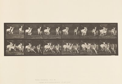 Placa 688. Veado de Poupa; Buck e Grupo de Fazes; Galloping de Eadweard Muybridge