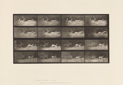 Placa 689. Veado de Poupa; A, B, B, Buck e Grupo de Fazes; Galloping de Eadweard Muybridge