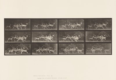 Placa 690. Veado de Poupa; Corço e Grupo de Fazendas; Vários Movimentos de Eadweard Muybridge