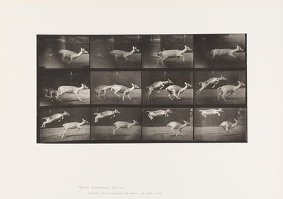 Prato 691. Veado de Poupa; Corça; Galopante; e Garoto; Salto de Eadweard Muybridge