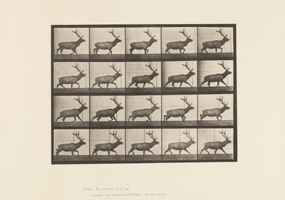 Prato 692. Alce, Trotting de Eadweard Muybridge