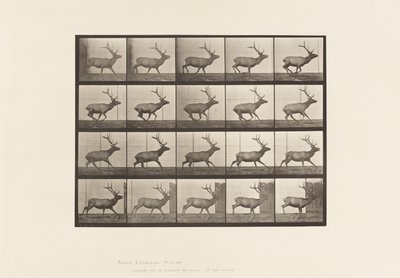 Placa 693. Alce, galopando. de Eadweard Muybridge