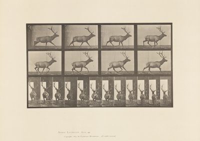 Prato 694. Alce, Galopante de Eadweard Muybridge