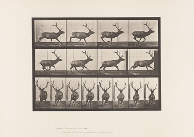 Placa 695. Alce, Galopante de Eadweard Muybridge