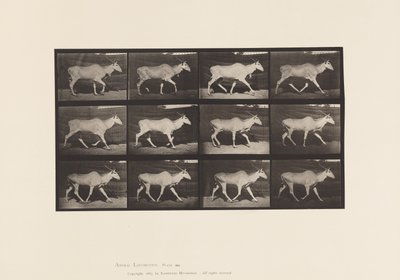 Placa 696. Eland, Trotting de Eadweard Muybridge