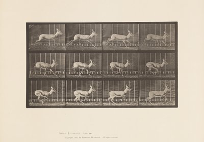 Placa 698. Antílope; Galloping de Eadweard Muybridge
