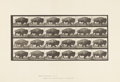 Placa 699. Búfalo; Caminhada de Eadweard Muybridge