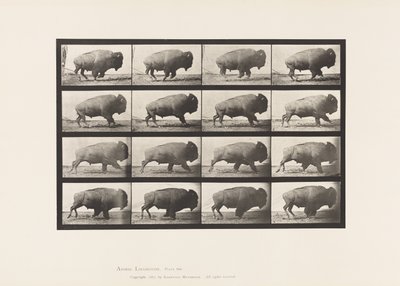 Placa 700. Búfalo; Galopante de Eadweard Muybridge