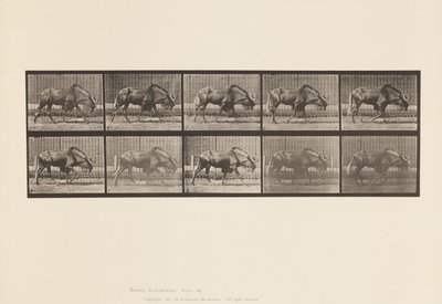 Placa 701. Gnu; Caminhando de Eadweard Muybridge