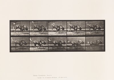 Placa 702. Gnu; Bucking e Galloping de Eadweard Muybridge
