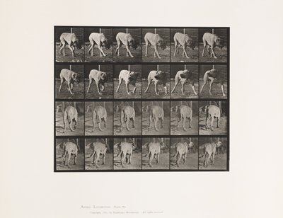 Prato 703. Cão; Caminhada; Mastim Interrompido de Eadweard Muybridge